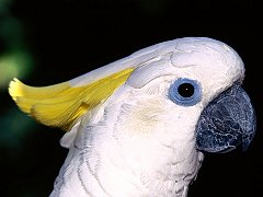 Sulphur-Crested Cockatoo